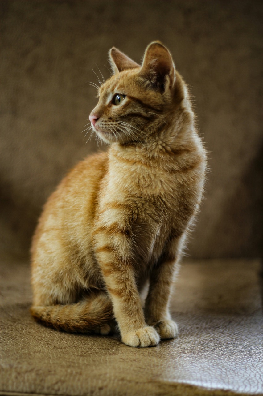 Real photo of a cat with accurate anatomical features