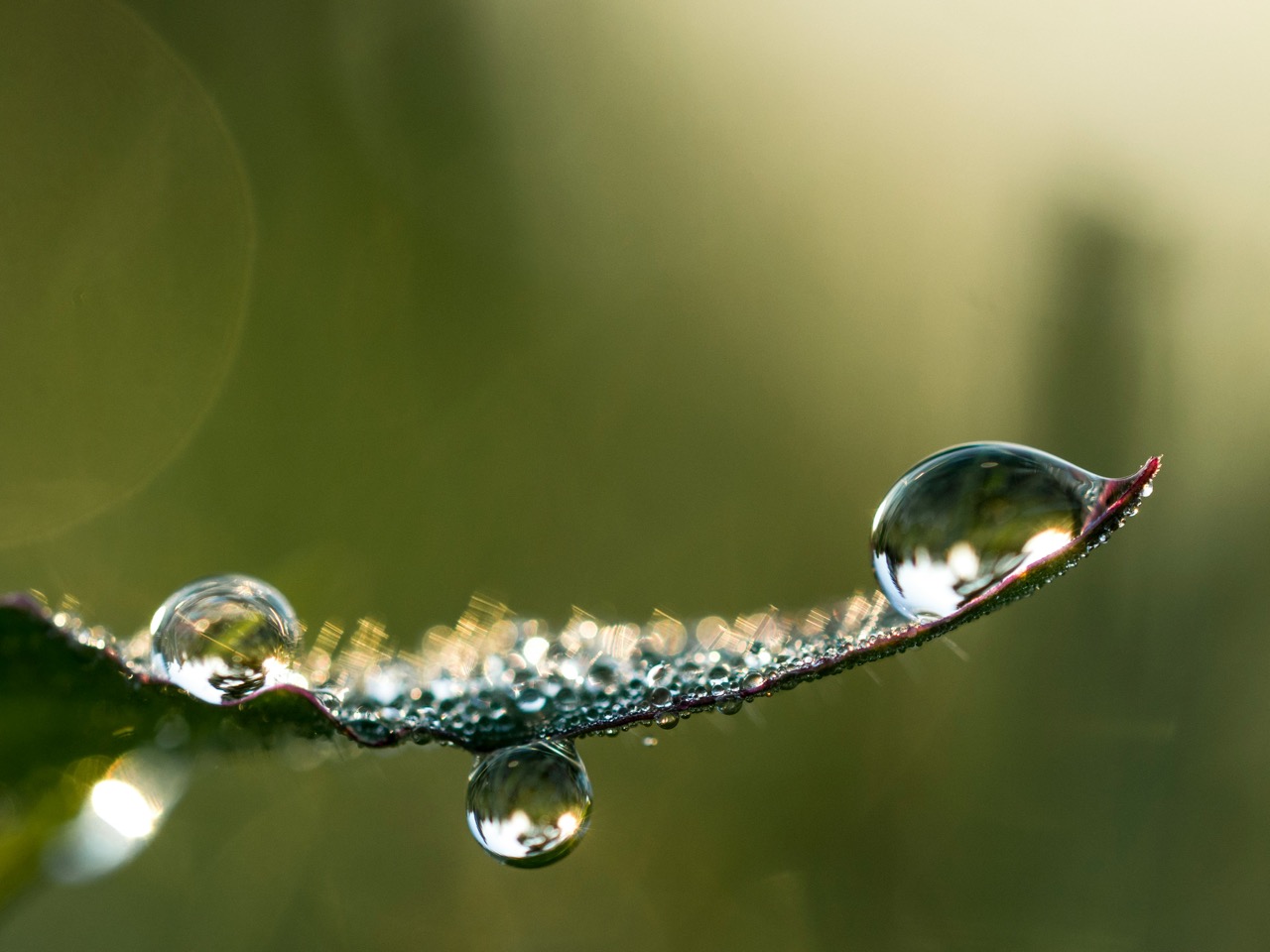 Real photo of water droplets with natural refraction